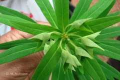 Euphorbia dracunculoides